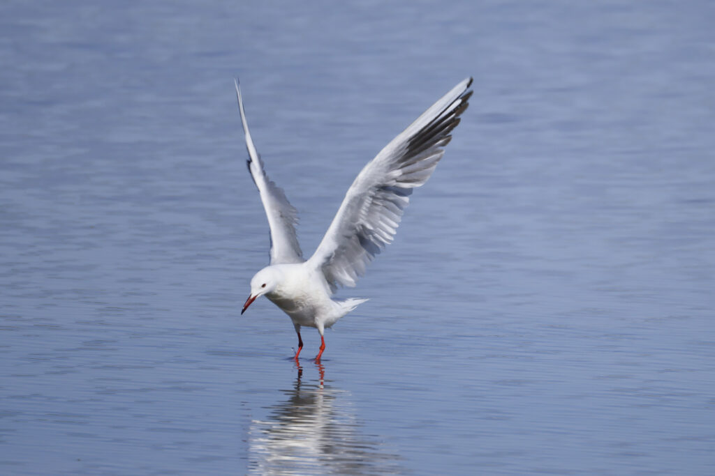 Gaviota picofina-Chroicocephalus genei