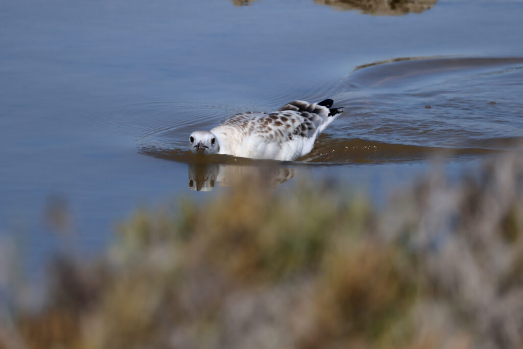 Gaviota de picofina-Chroicocephalus genei