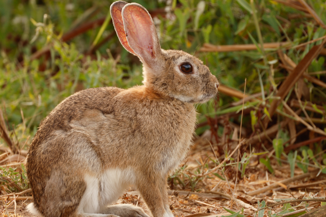 Conejo común-Oryctolagus cuniculus