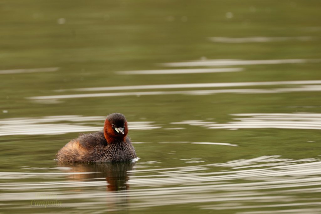 Zampullin común-tachybatups ruficollis