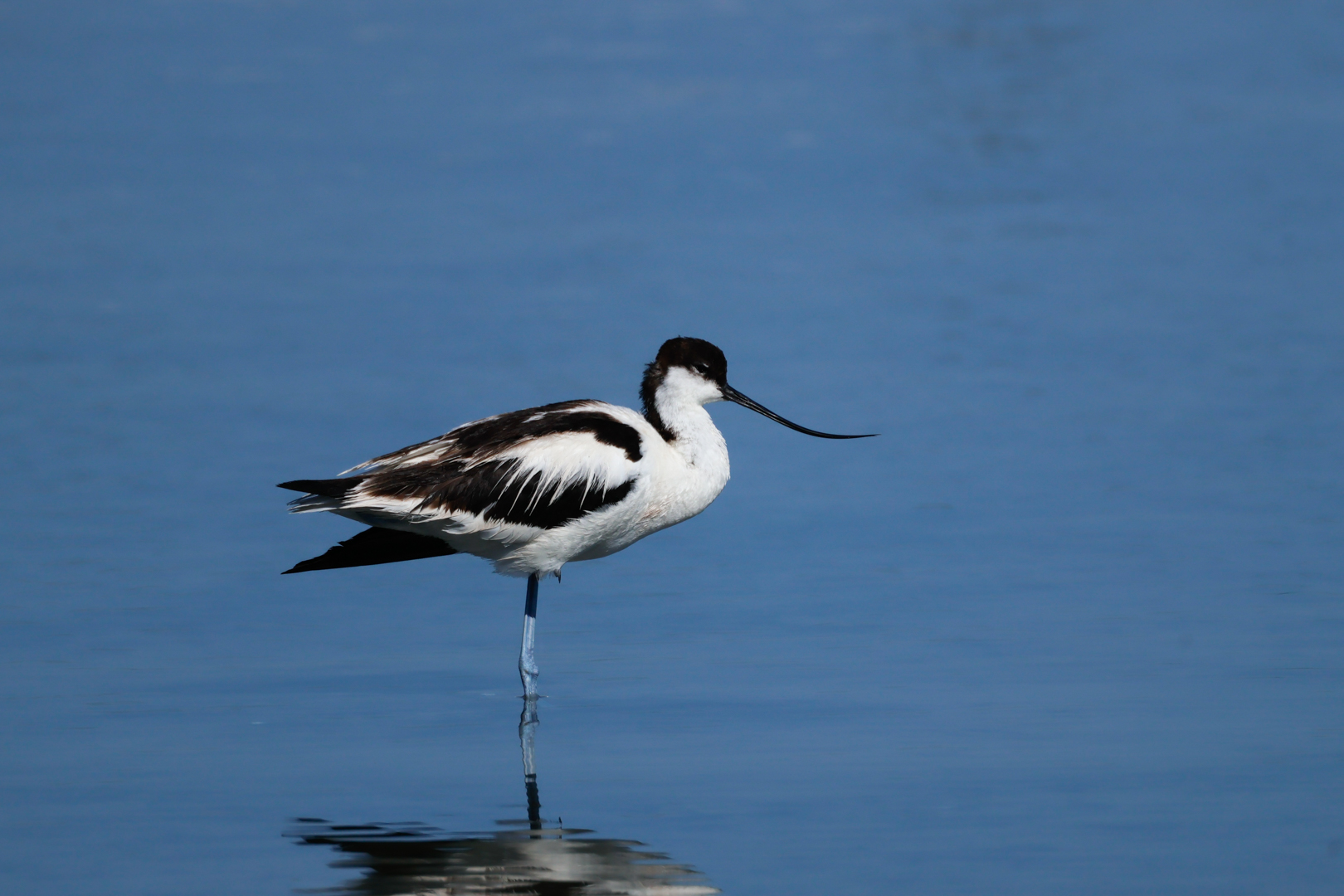 Avoceta común