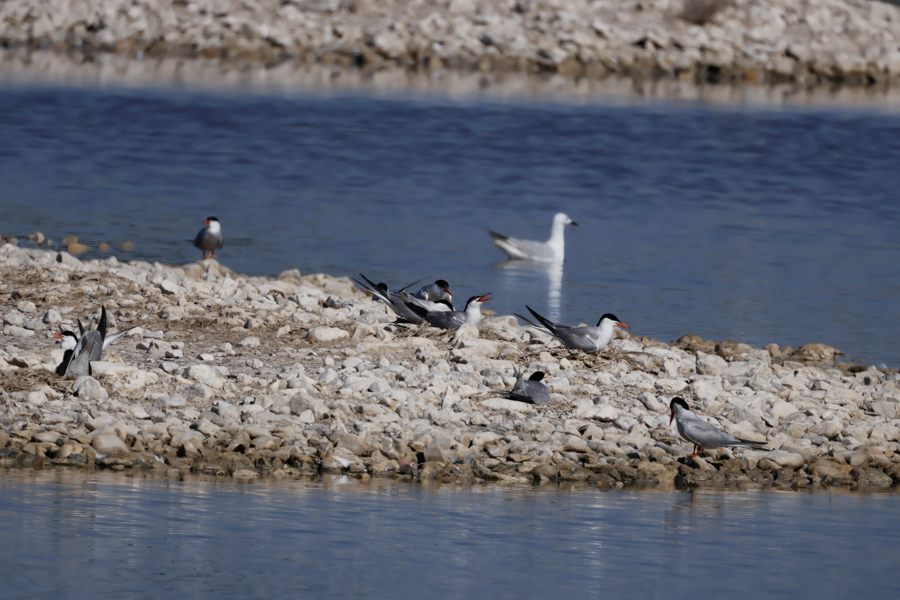 Charrán común-Sterna hirundo