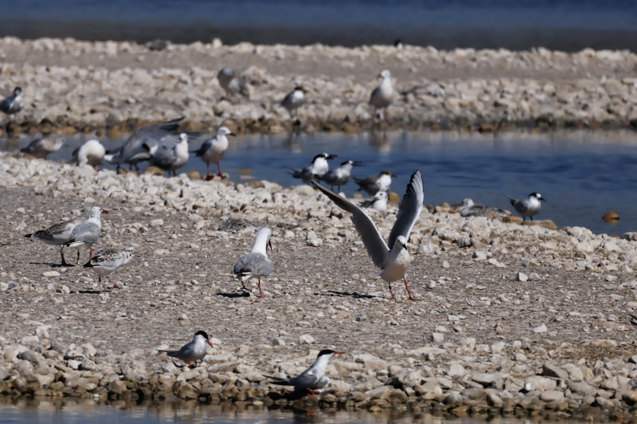 Gaviota picofina-Chroicocephalus genei