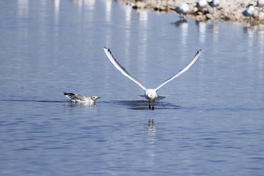 Gaviota picofina-Chroicocephalus genei