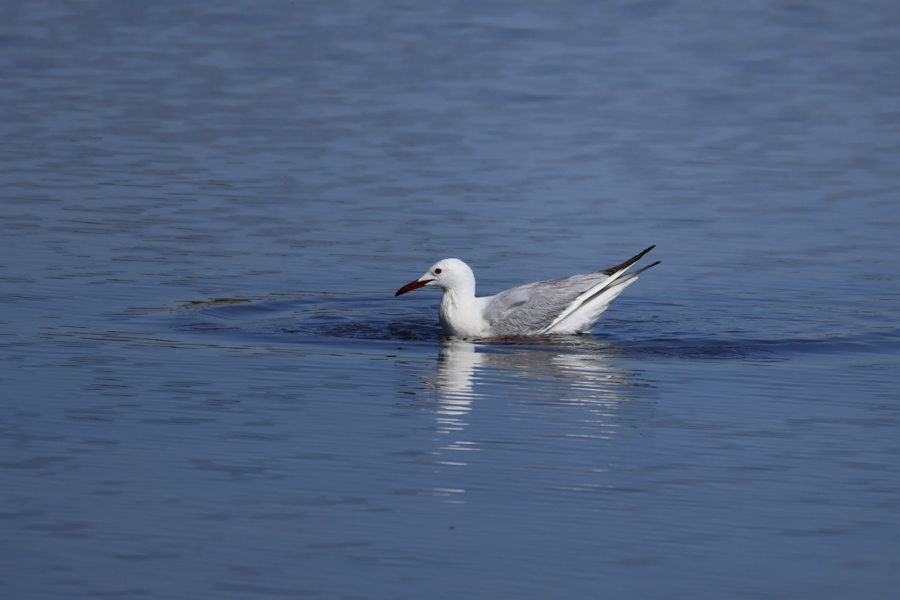 Gaviota picofina-Chroicocephalus genei