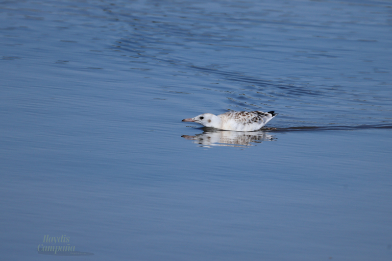 polluelo gaviota picofina