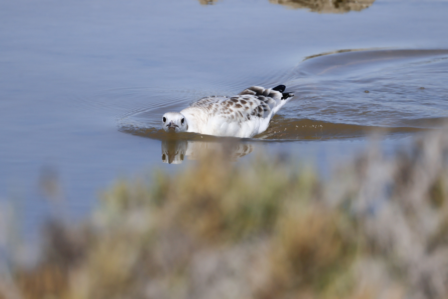 Gaviota picofina-Chroicocephalus genei
