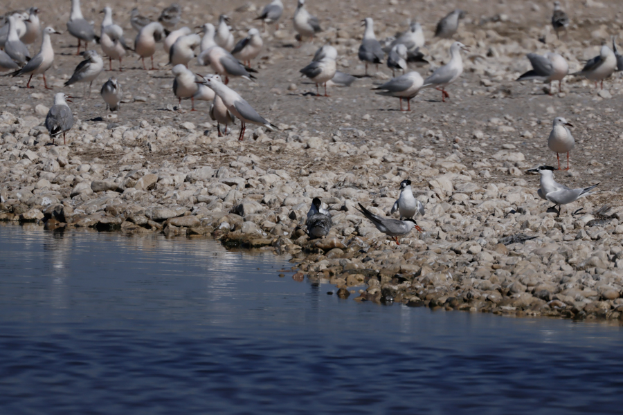 Gaviota picofina-Chroicocephalus genei