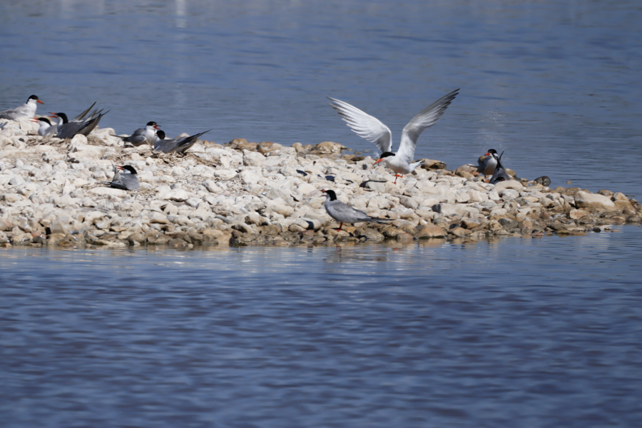 Charrán común-Sterna hirundo
