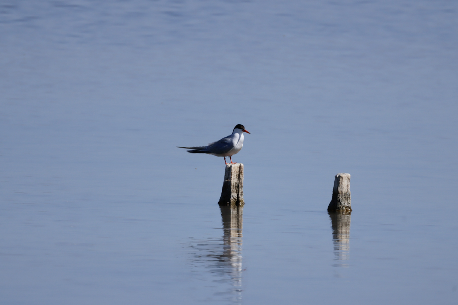 Charrán común-Sterna hirundo