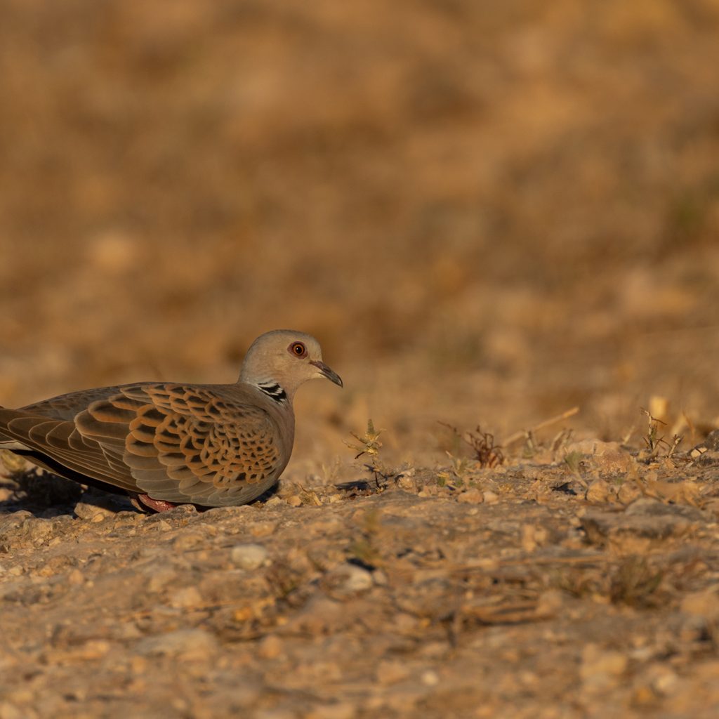 Tórtola europea-Streptopelia turtur