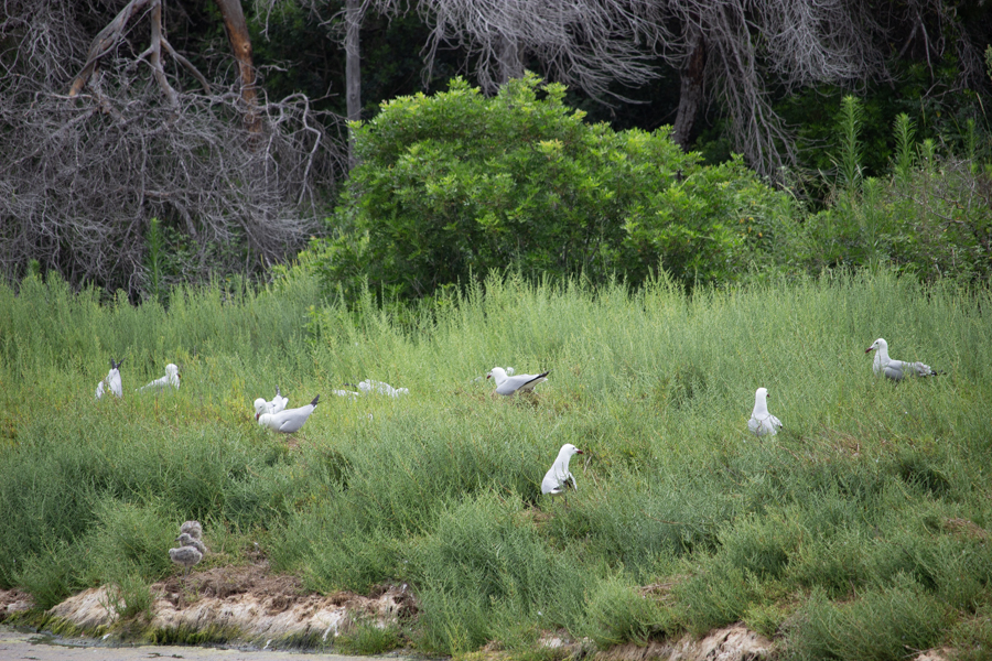 GAVIOTA DE AUDOUIN-ICHTHYAETUS AUDOUINII