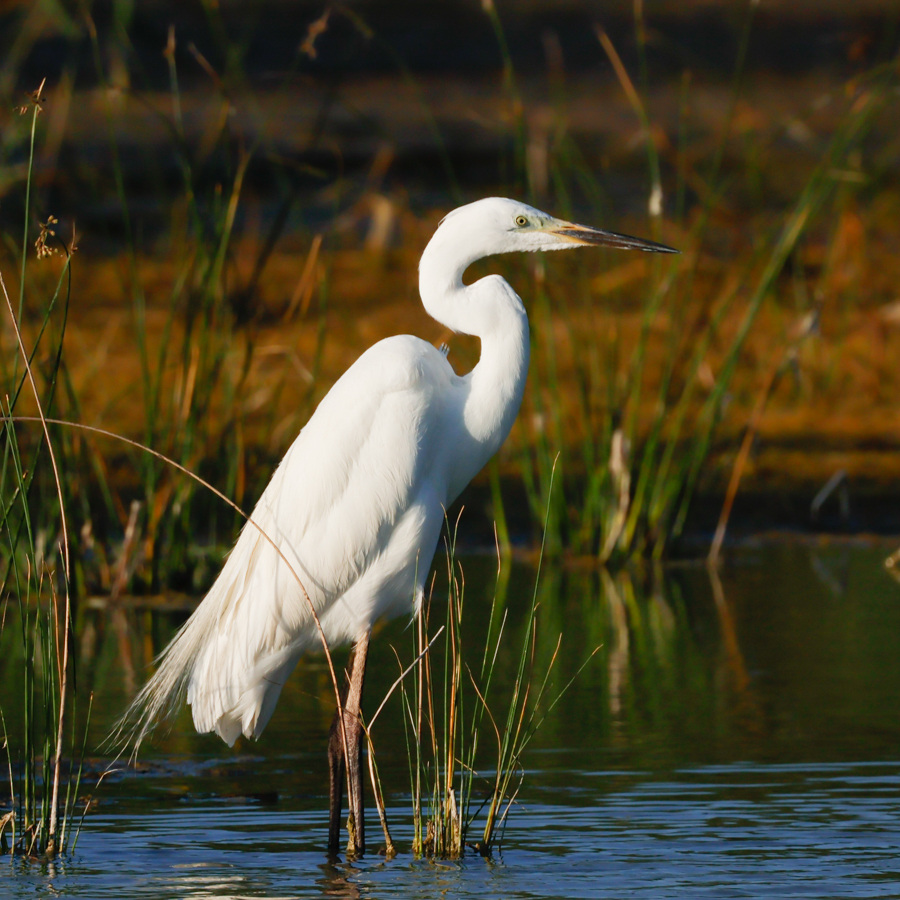 Garceta común-Egretta Garzetta