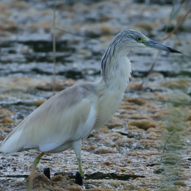 Garcilla Cangrejera-Ardeola ralloides