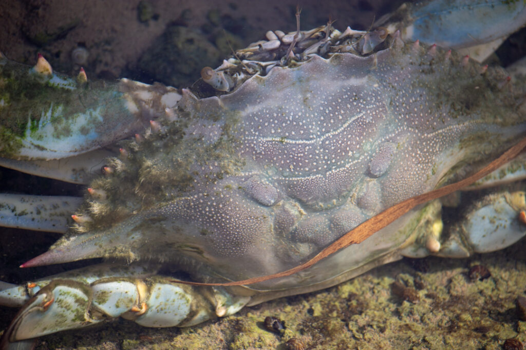 Cangrejo azul-Callinectes sapidus