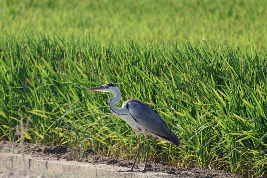 GARZA REAL-ARDEA CINEREA