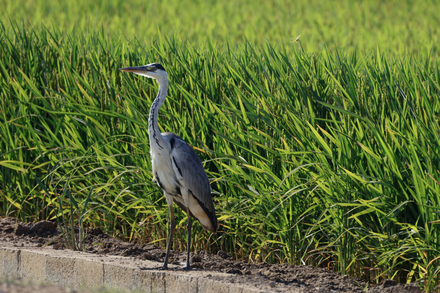GARZA REAL-ARDEA CINEREA
