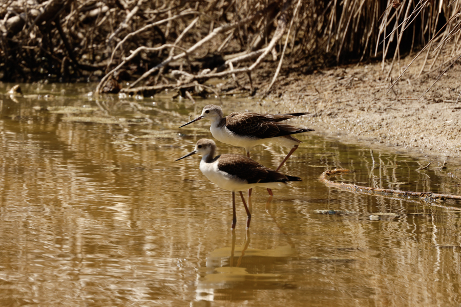 CIGUEÑUELA COMÚN-HIMANTOPUS