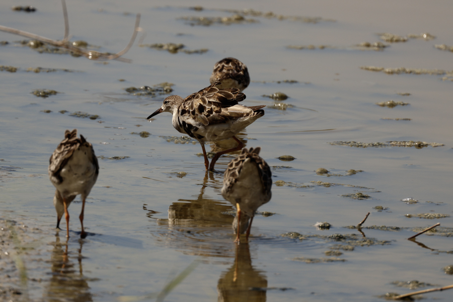 COMBATIENTE COMÚN- CALIDRIS PUGNAX