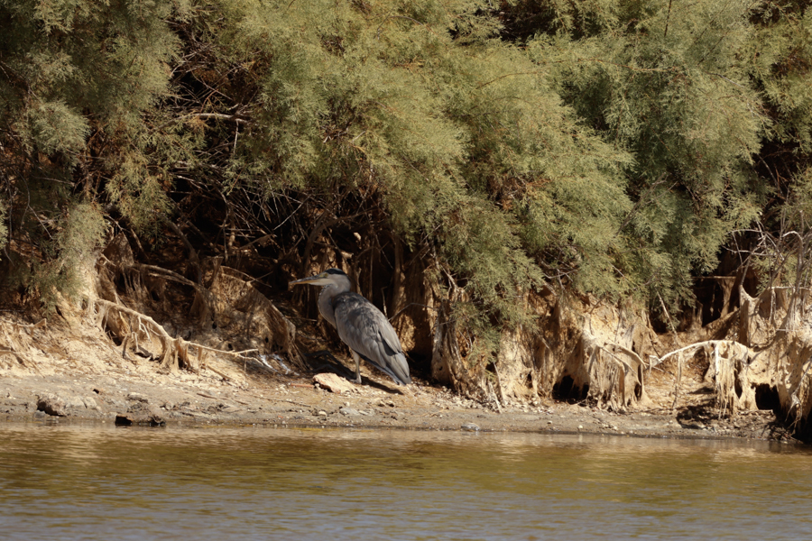 GARZA REAL-ARDEA CINEREA