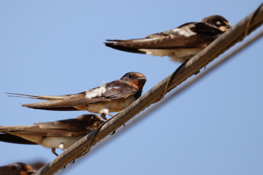 GOLONDRINA COMÚN-HIRUNDO RUSTICA