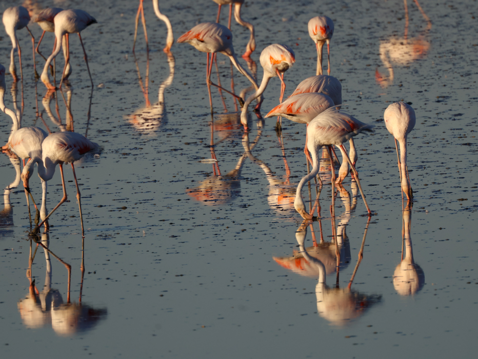 Flamenco común-Phoenicopterus roseus