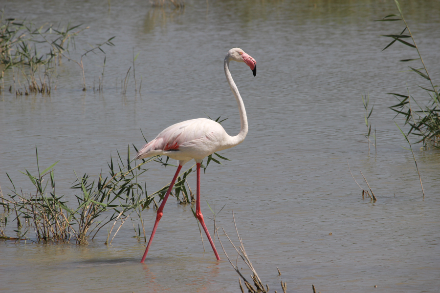 Flamenco común-phoenicopterus roseus