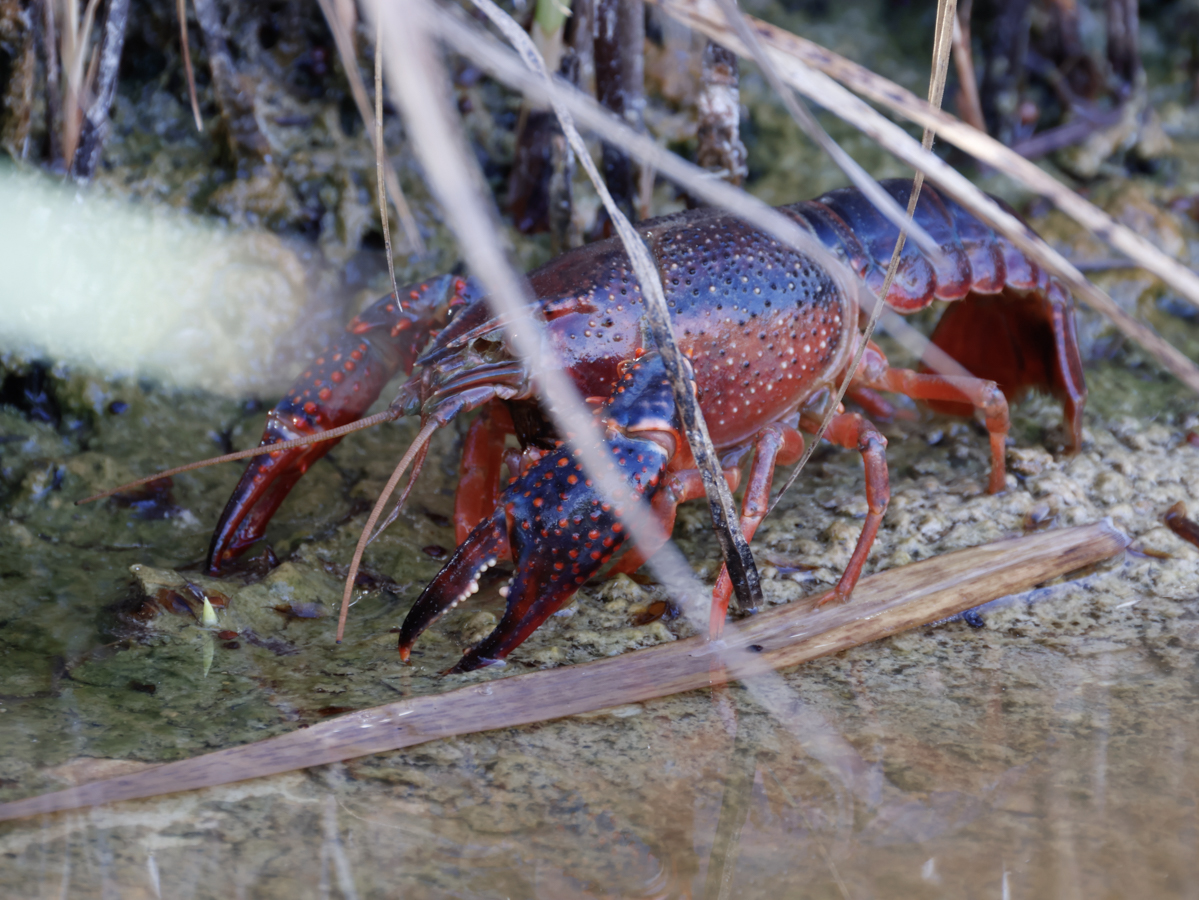 Cangrejo de rio americano-procambarus clarkii