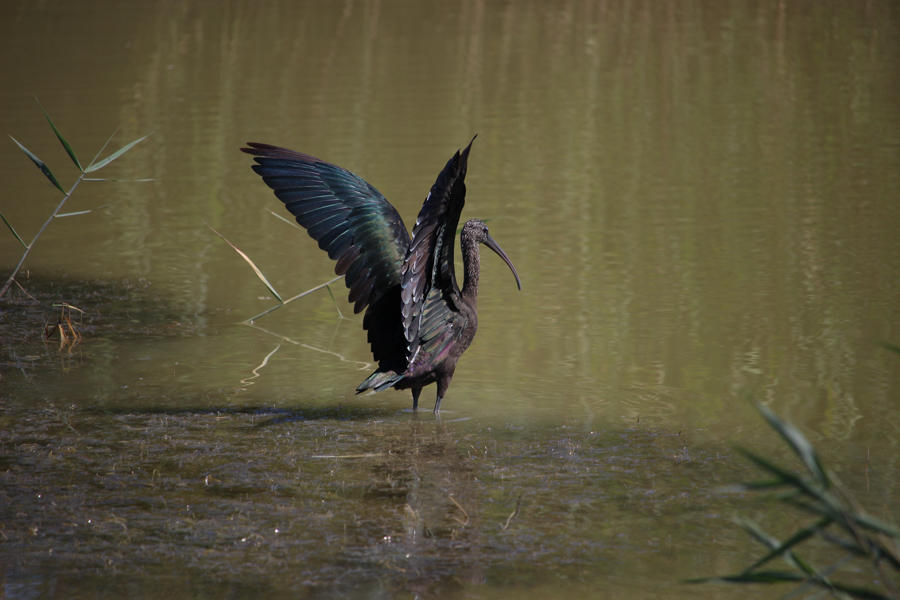 Morito Común-Plegadis falcinellus