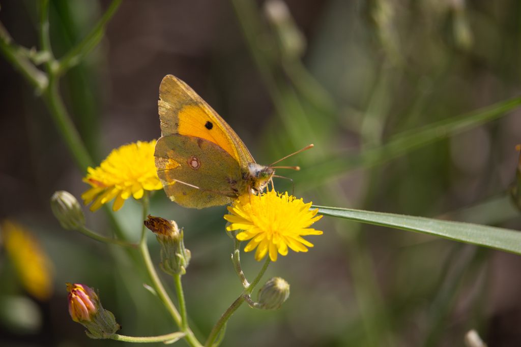Amarilla-croceus-mariposa-Elche-Hondo-ilaydis-Alicante
