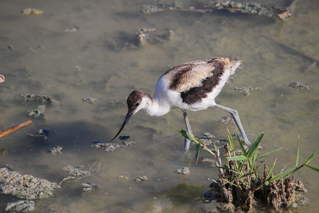 Avoceta-comun-Recurvirostra-avosetta-Elche-Hondo-ilaydis-Alicante