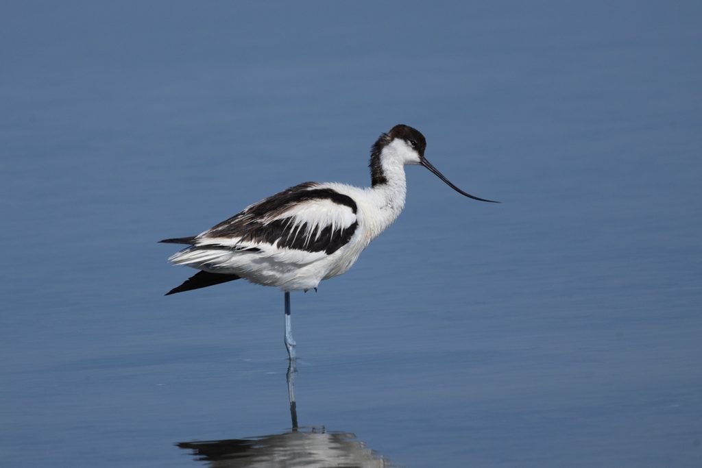 Avoceta-comun-Recuvirostra-avosetta-Elche-Hondo-ilaydis-Alicante