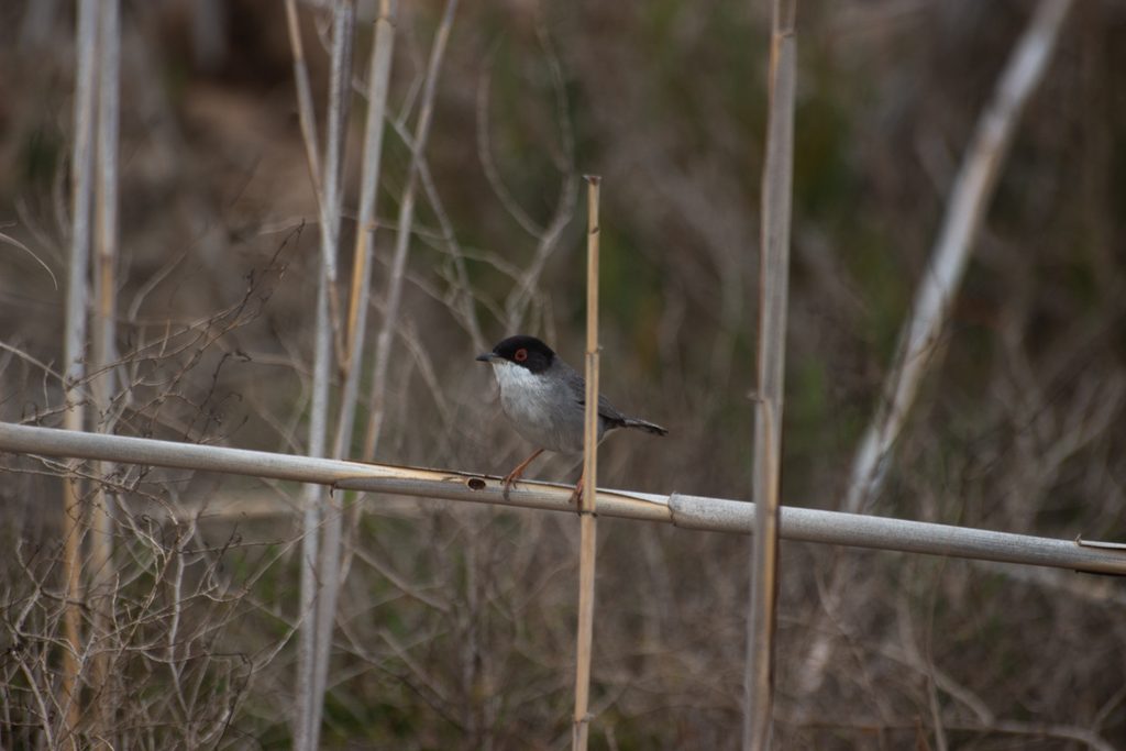 Carruca-cabecinegra-Sylvia-melanocephala-Elche-Hondo-ilaydis-Alicante