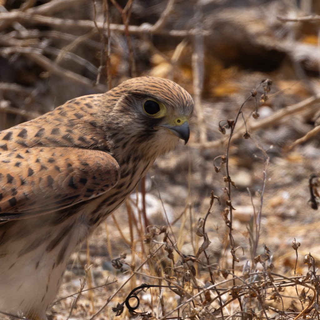 Cernicalo-vulgar-Falco tinnunculus-Tabarca-ilaydis-Alicante