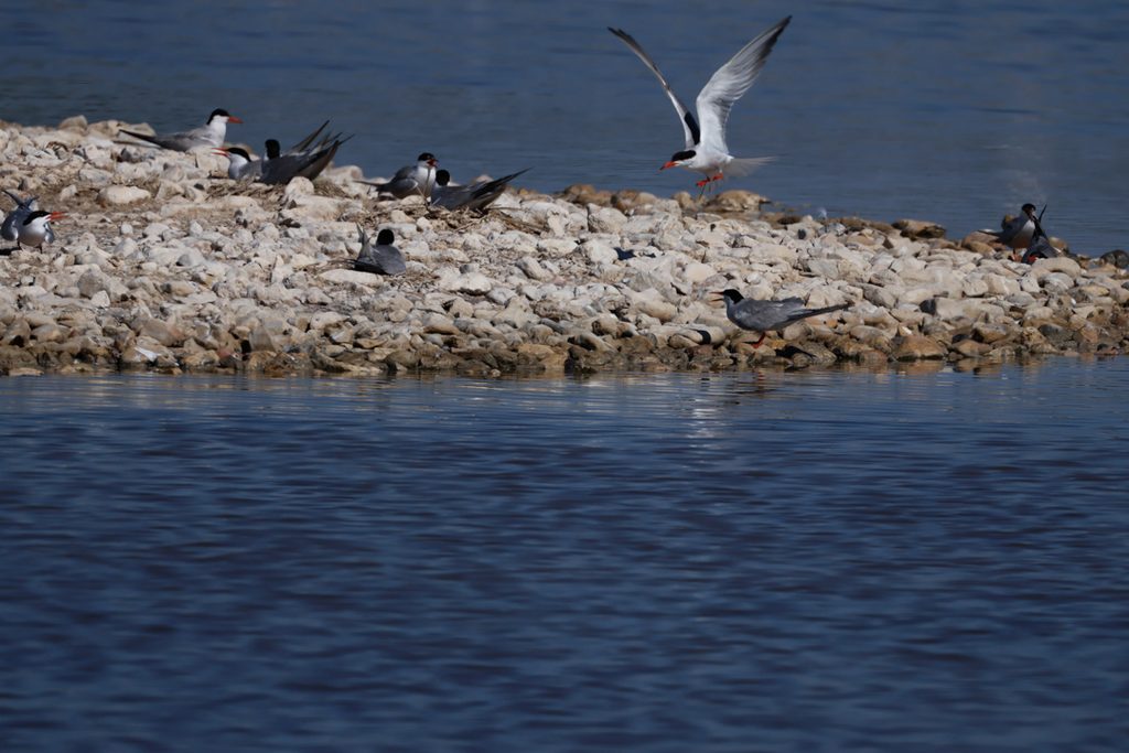 Charran-comun-Sterna-hirundo-Elche-Hondo-ilaydis-Alicante