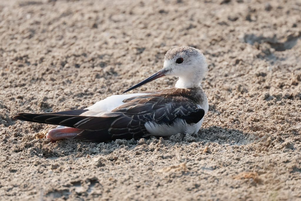 Ciguenuela-comun-Himantopus-himantopus-Hondo-Elche-Alicant