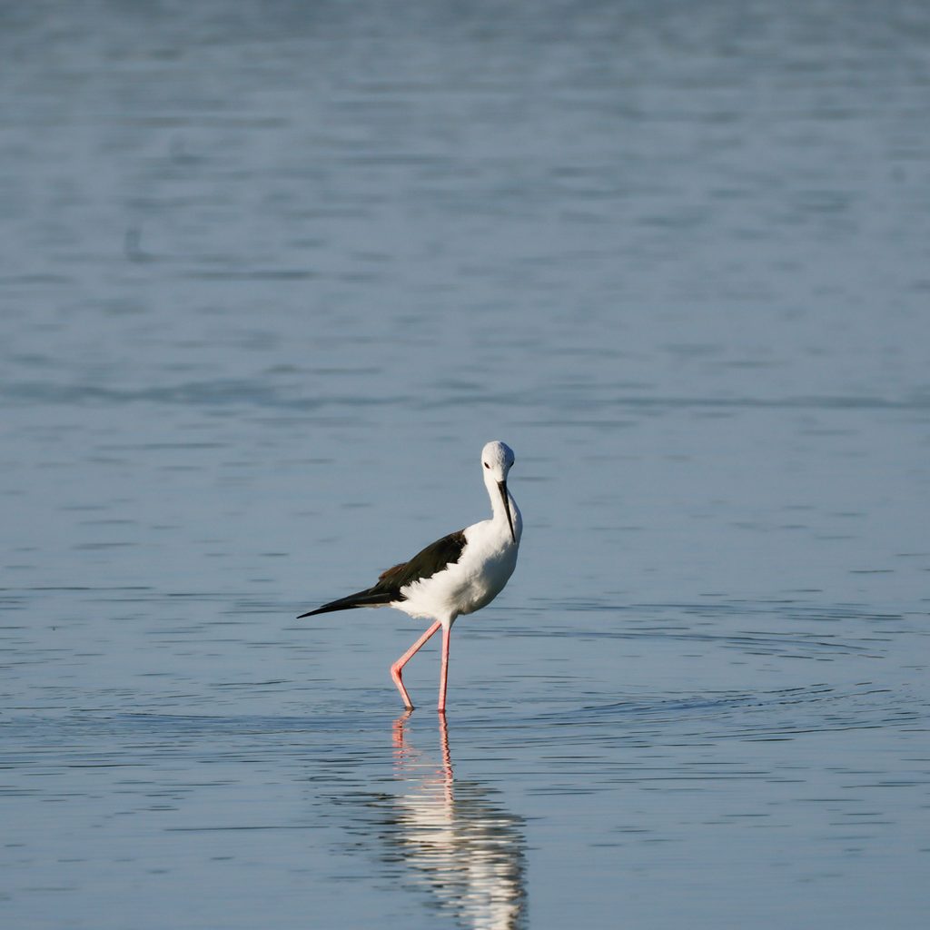 Ciguenuela-comun-Himantopus-himantopus-ilaydis-Alicante