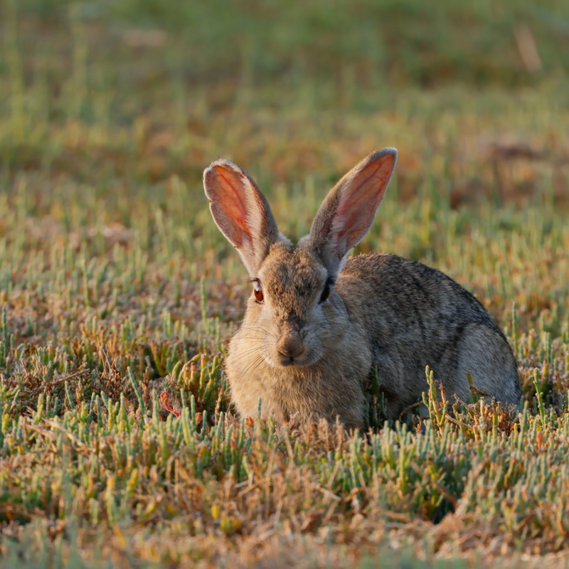 Conejo-de-campo-Oryctolagus-cuniculus-Hondo-Elche-ilaydis-Alicante