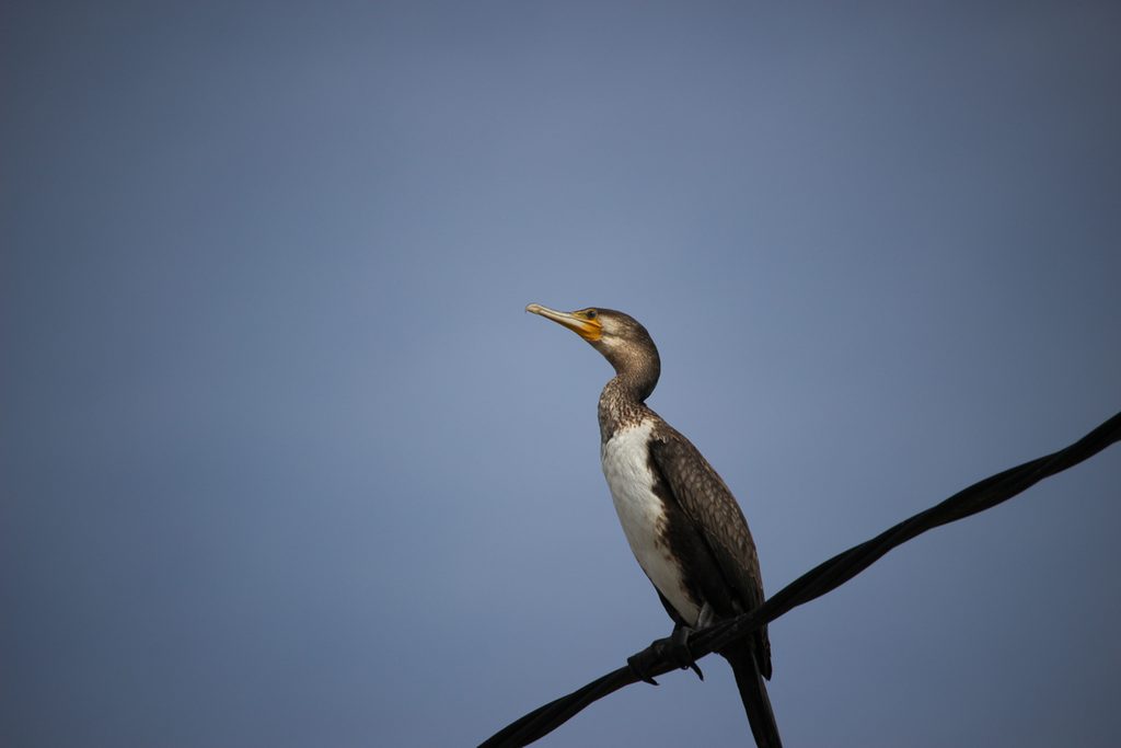 Cormoran-grande-Phalacrocorax-carbo-Elche-Hondo-ilaydis-Alicante
