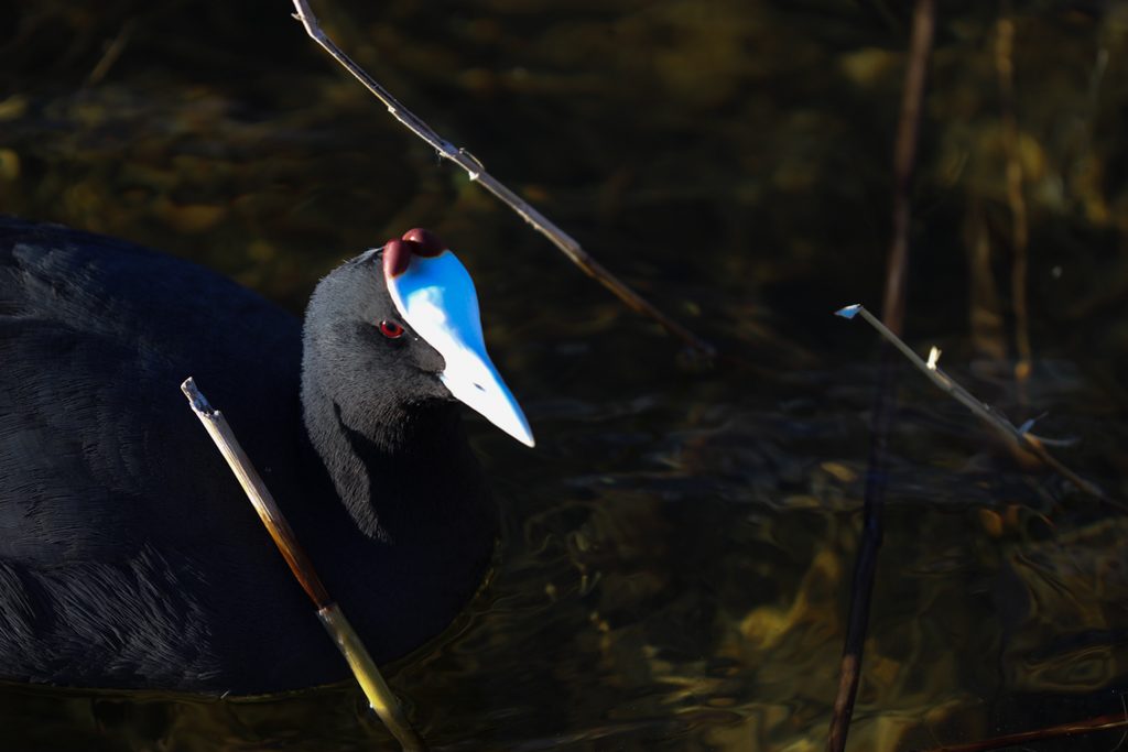 Focha-comun-fulica-cristata-Parque-Hondo-ilaydis-Alicante