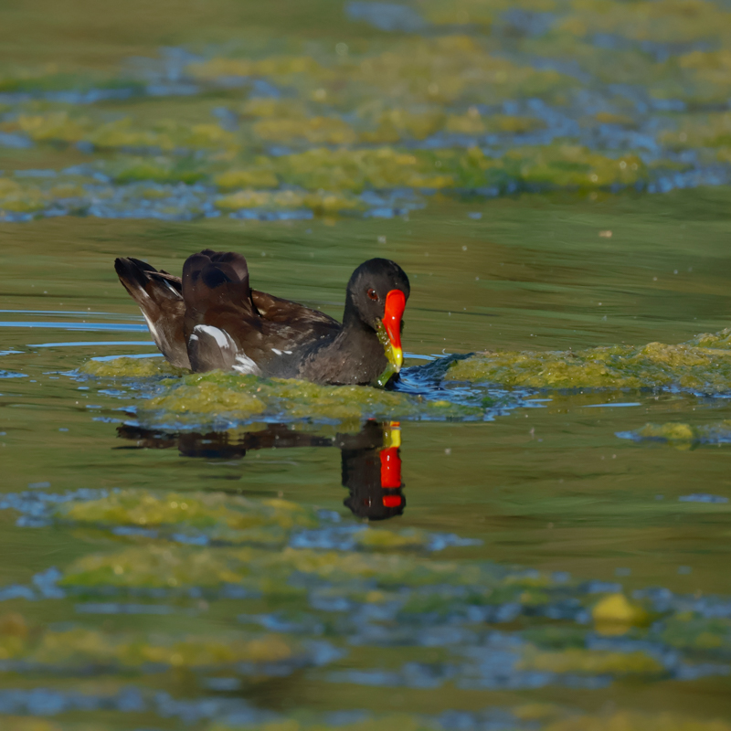 Gallineta-comun-Gallinula-chloropus-Hodo-Elche-ilaydis-Alicante