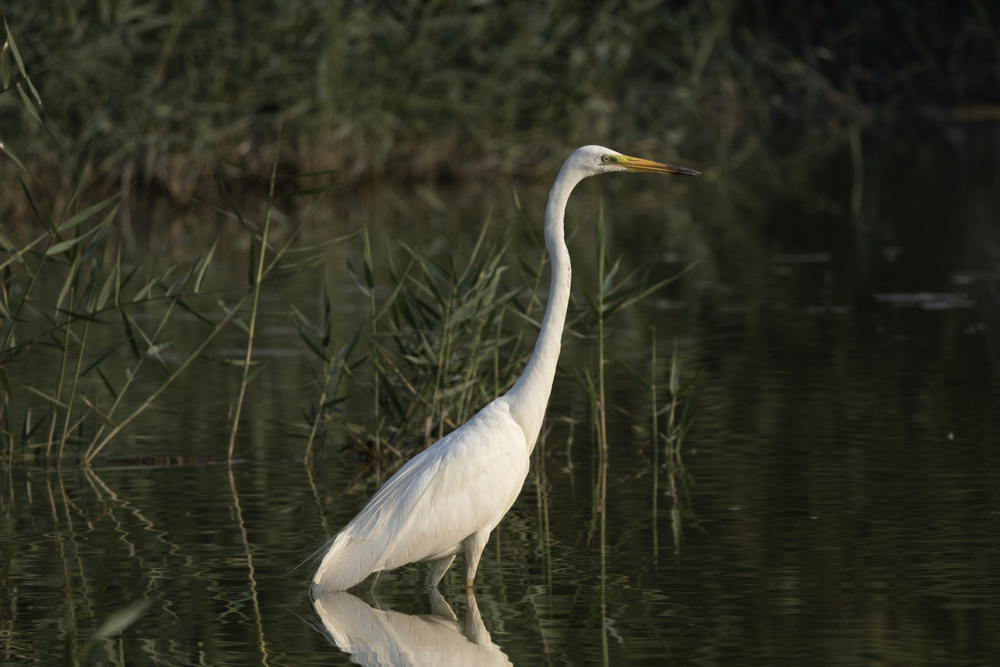 Garza-grande-Ardea-alba-Elche-Hondo-ilaydis-Alicante