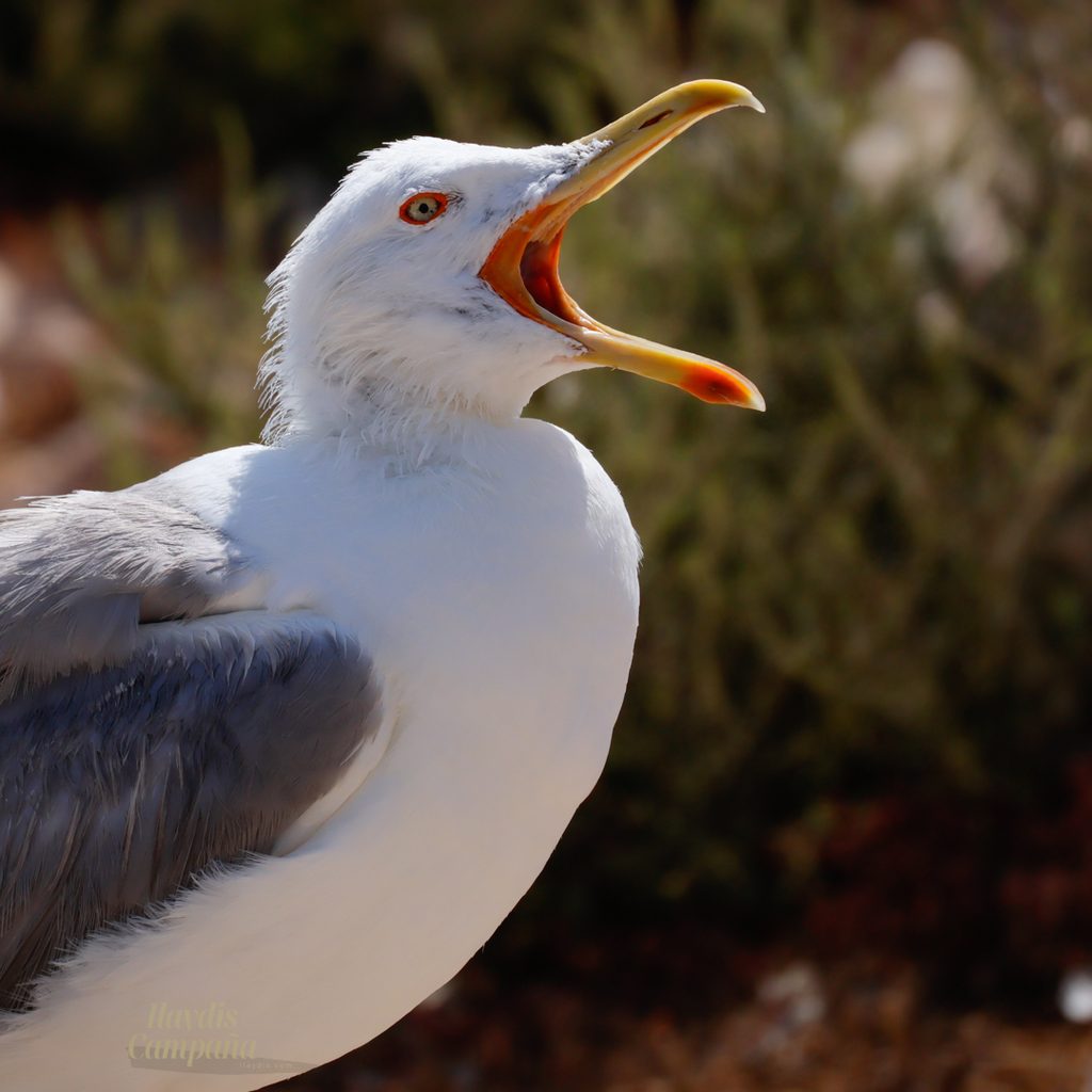 Gaviota-patiamarilla-Tabarca-ilaydis-Alicante-Larus-michahellis