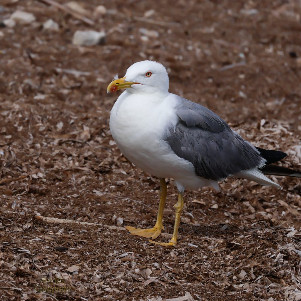 Gaviota-patiamarilla-Tabarca-ilaydis-Alicante-Lurus-michahellis