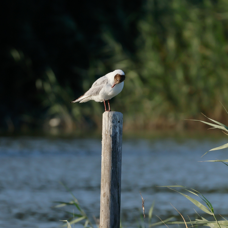 Gaviota-reidora-Chroicocephalus-ridibundus-Elche-Hondo-ilaydis-Alicante