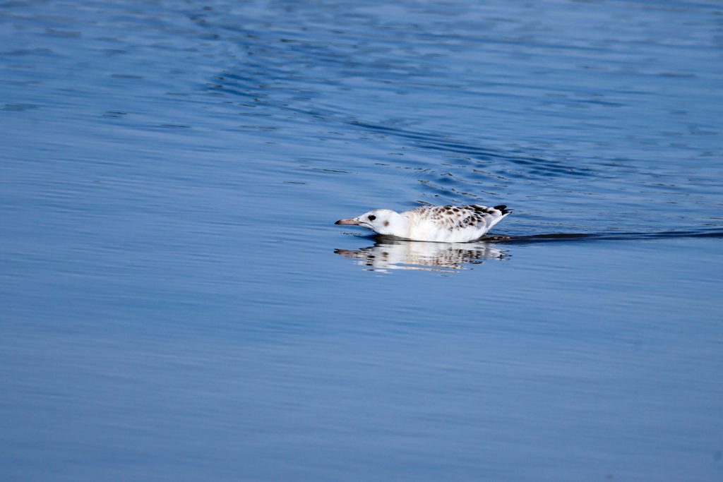Larus-genei-Gaviota-picofina-Pinet-Santa-Pola-ilaydis-Alicante