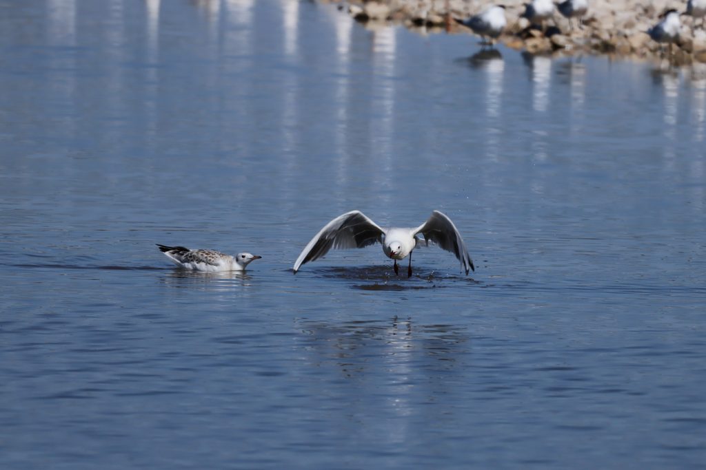 Larus-genei-Gaviota-picofina-Pinet-Santa-Pola-ilaydis-Alicante