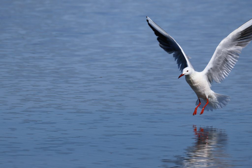 Larus-genei-Gaviota-picofina-Pinet-Santa-Pola-ilaydis-Alicante