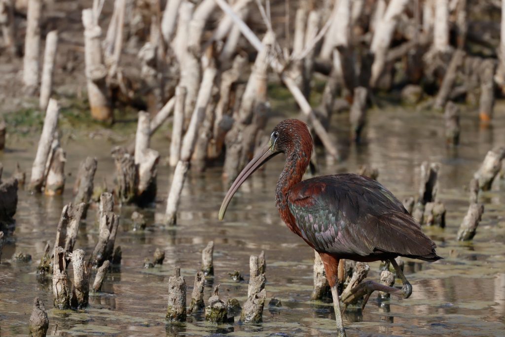 Morito-comun-Plegadis-falcinellus-Hondo-ilaydis-Alicante