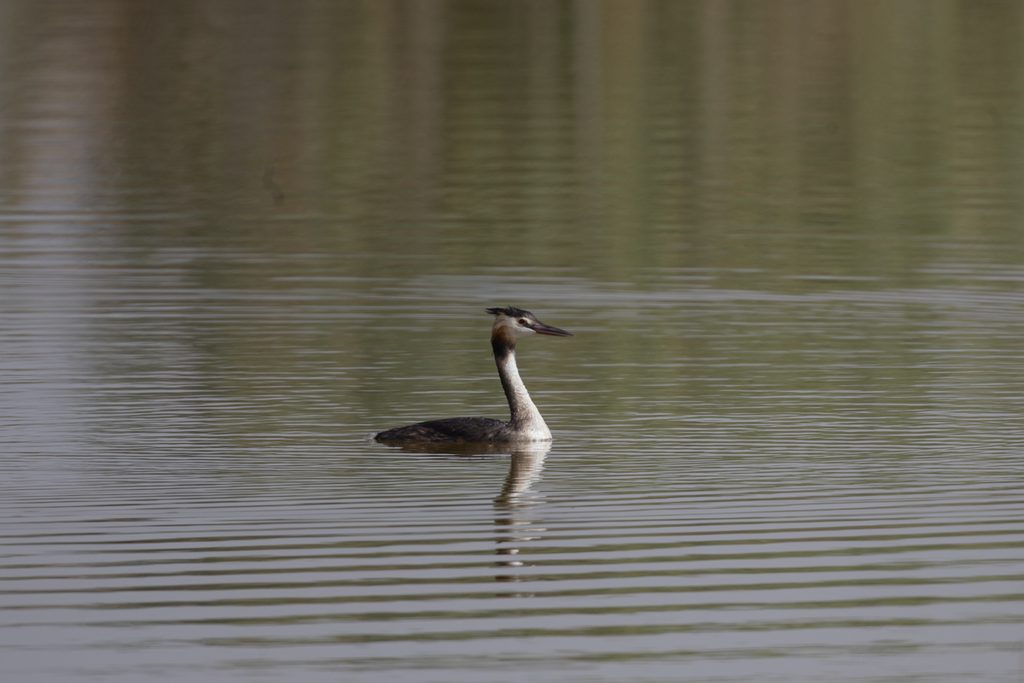 Somormujo-lavanco-Podiceps-cristatus-Hondo-Elche-Ilaydis-Alicante-